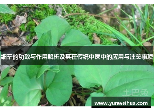 细辛的功效与作用解析及其在传统中医中的应用与注意事项 细辛的功效与作用解析及其在传统中医中的应用与注意事项