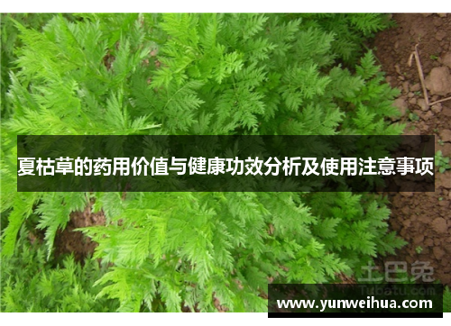 夏枯草的药用价值与健康功效分析及使用注意事项 夏枯草的药用价值与健康功效分析及使用注意事项